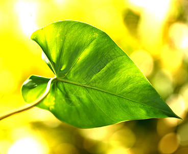 绿叶叶栽培生物学生活活力生长花园叶子植物生态静脉图片