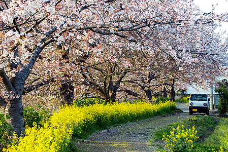 樱花Sakura 在日本的花园阳光照射植物季节性公园时间白色季节树叶天空晴天图片