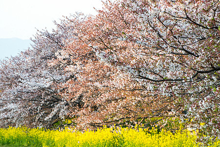 樱花Sakura 在日本的花园时间晴天植物季节性阳光照射天空白色枝条蓝色季节图片