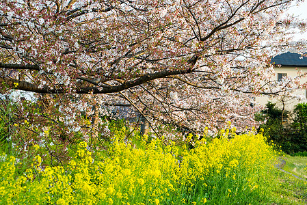 樱花Sakura 在日本的花园阳光照射白色季节性树叶公园时间天空季节晴天枝条图片