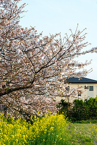 樱花Sakura 在日本的花园晴天植物蓝色枝条白色树叶天空时间阳光照射季节图片