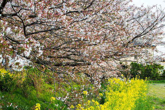 樱花Sakura 在日本的花园白色公园季节植物天空时间阳光照射枝条季节性树叶图片