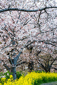 樱花Sakura 在日本的花园枝条白色阳光照射公园季节时间天空植物晴天蓝色图片