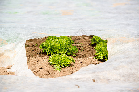 温室里的青绿色生菜植物学塑料花园植物帆布农场园艺地球栽培生产图片