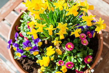 花盆中的春植物安排植物群桌子花园花束叶子礼物装饰风格雏菊蓝色图片
