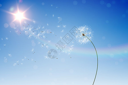 数字生成的蓝天花朵计算机晴天阳光生长种子自由绘图彩虹图片
