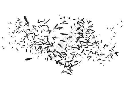许多羽毛在微风中吹动黑色计算机自由飞行绘图图片