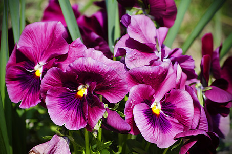 泛丝花花园艺植物花园植物群晴天季节紫色中提琴图片