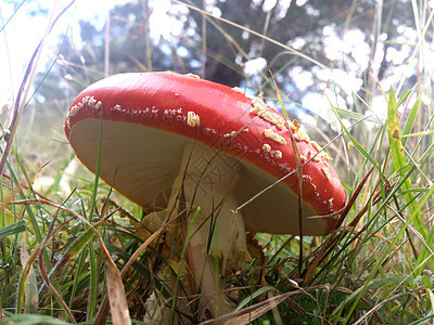 红色和白色白斑青蛙凳凳子腐烂蟾蜍菌类垃圾叶子树叶居住底面荒野图片