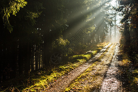阳光光照耀的森林道路图片
