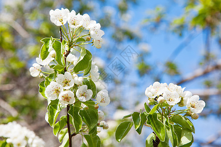 泉水中的树苗蓝色花粉季节晴天花园植物群公园阳光花瓣天空图片