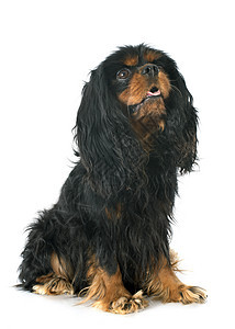 骑兵骑士王查尔斯猎犬小狗棕褐色工作室动物黑色犬类宠物棕色图片