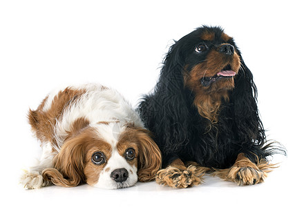 2个骑兵国王查尔斯动物小狗宠物犬类棕褐色白色猎犬工作室黑色棕色图片