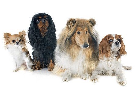 沙尔和山丘小狗团体牧羊犬动物工作室犬类猎犬宠物白色棕色图片