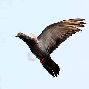 鸽子羽毛行动野生动物飞行水鸟海鸟白色翅膀荒野天空高清图片