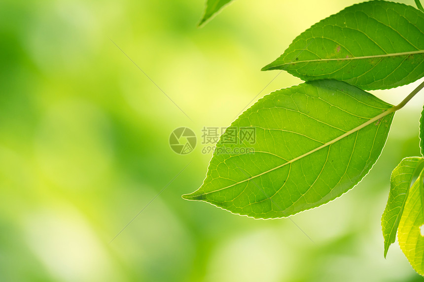 绿叶生长植物学宏观植物叶子植物群森林公园花园图片