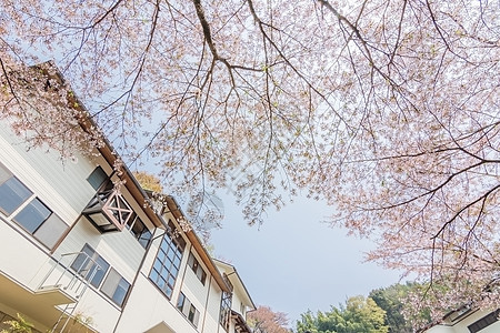 樱花花的风景花瓣植物群叶子场景李子花园房子植物学农业天空图片