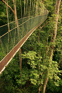 马来西亚热带雨林马来西亚国家公园Canopy步行道森林丛林国家公园绿色爬坡冒险踪迹人行道绳索背景