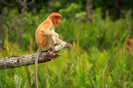 红树森林马来西亚婆罗洲 Borneo 坐在一棵树上旅行丛林男性濒危鼻子鼻音红树情调野生动物平台背景