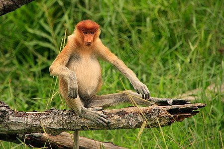 马来西亚婆罗洲 Borneo 坐在一棵树上异国平台幼虫野生动物鼻子男性动物情调灵长类旅行图片