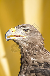 金鹰 大眼睛的脑袋细细 尖尖嘴羽毛顶峰飞行海藻荒野边缘猎物天空捕食者航班图片