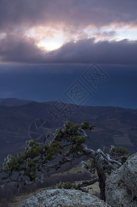 山里的松树背景是克里米亚的Demerdji木头石头场景顶峰风景生长蓝色天空日落森林图片