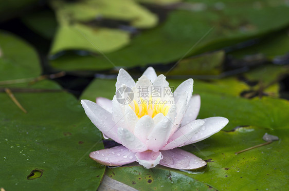 水上露莲花的图像公园墙纸传统花园叶子花瓣娱乐水池味道植物图片