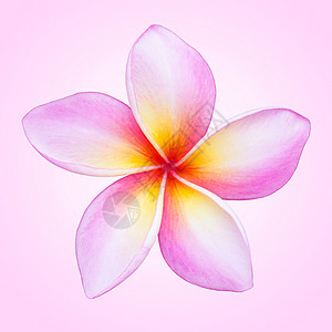 弗朗吉帕尼花朵异国温泉鸡蛋花宏观热带情调植物香味白色粉色图片