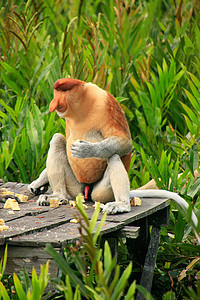 马来西亚婆罗洲 Borneo 麻木猴子坐在一个喂养平台上异国男性幼虫鼻音红树荒野灵长类哺乳动物鼻子情调图片