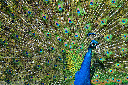 孔雀羽毛绿色野生动物蓝色鸟类尾羽图片