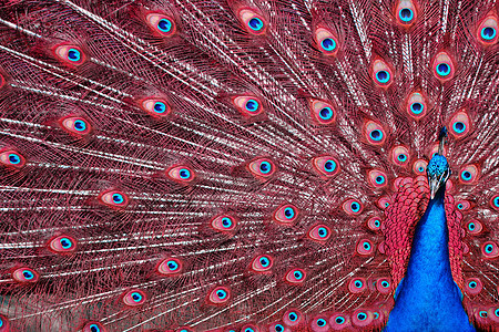 红羽毛孔雀野生动物蓝色动物红色鸟类图片