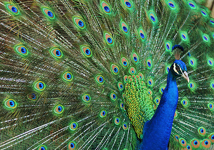 孔雀羽毛野生动物蓝色鸟类绿色尾羽图片