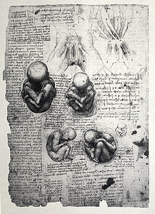 解解剖学男性教育科学名声历史男人绘画保健插图古董图片