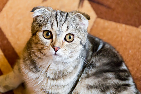 黄色眼睛的猫肖像条纹胡须哺乳动物鬓角胡子宠物动物图片