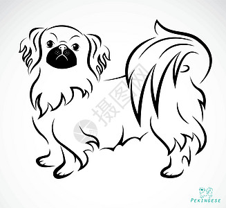 白色背景的狗(Pekingese)矢量图像图片