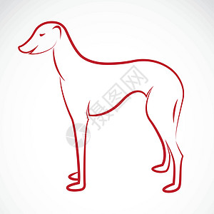 狗的矢量图像阿扎瓦赫斑点食物狐狸牧羊人短毛小狗红色黑色猎犬插图图片