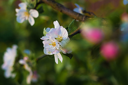 清晨 树枝开花 苹果树开花花园花瓣公园衬套灌木团体水果植物植物群植物学图片