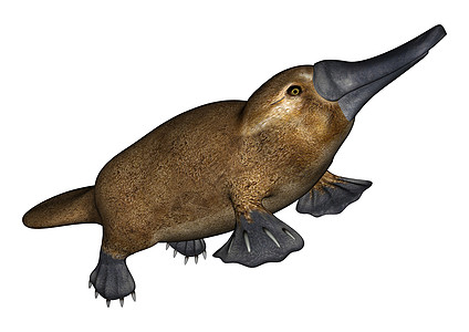 鸭嘴兽野生动物异国插图哺乳动物荒野情调游泳者生物科学动物群图片