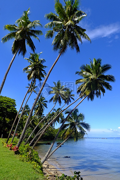 斐济Vanua Levu岛海滩上的棕榈树旅行棕榈海岸线海岸天堂蓝色天空港口情调支撑图片