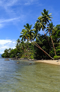 斐济Vanua Levu岛海滩上的棕榈树港口蓝色支撑热带旅行天堂异国海岸天空棕榈图片