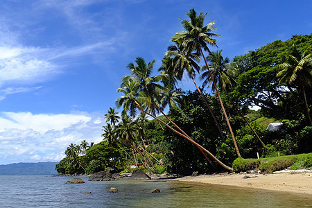 斐济Vanua Levu岛海滩上的棕榈树蓝色热带支撑天空棕榈情调天堂港口异国海岸线图片