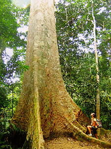 马马塔曼尼加拉国家公园国家公园附近大树旁的旅游者图片