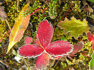 加拿大Yoho国家公园草莓叶 冰冻草莓叶磨砂宏观森林叶子高山荒野风景绿色树叶国家图片