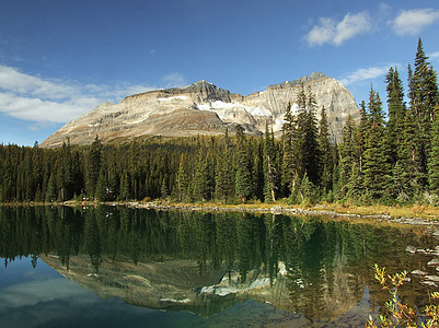 加拿大不列颠哥伦比亚省约霍国家公园奥哈拉湖高山树木冰川高原公园蓝色松树风景国家反射图片