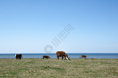 在沿海放牧牛群蓝色草地农业农场环境小牛海岸农田天空哺乳动物图片