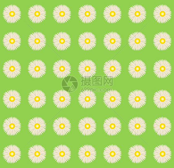 白花宫插图植物墙纸黄色绿色植物学白色洋甘菊花瓣花园图片