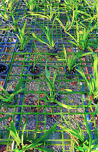 兰花花园花束石斛植物群绿色植物学热带花瓣紫色图片