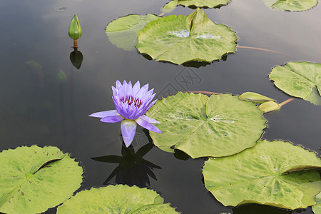 水百里黄色季节荷花植物学情调紫色异国美丽花园绿色图片