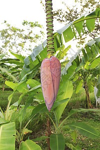 香蕉花文化蔬菜叶子紫色花瓣热带农村水果收成香蕉图片