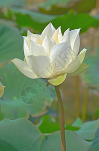 白莲在盆地荒野植物荷花热带情调花瓣叶子环境季节花园图片